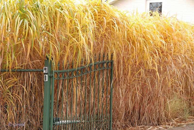 Goud gekleurd gras in de Kleine Bien.JPG - Goud gekleurd gras in de Kleine Bien